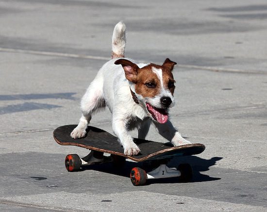 YouTube, more than dogs on skateboards